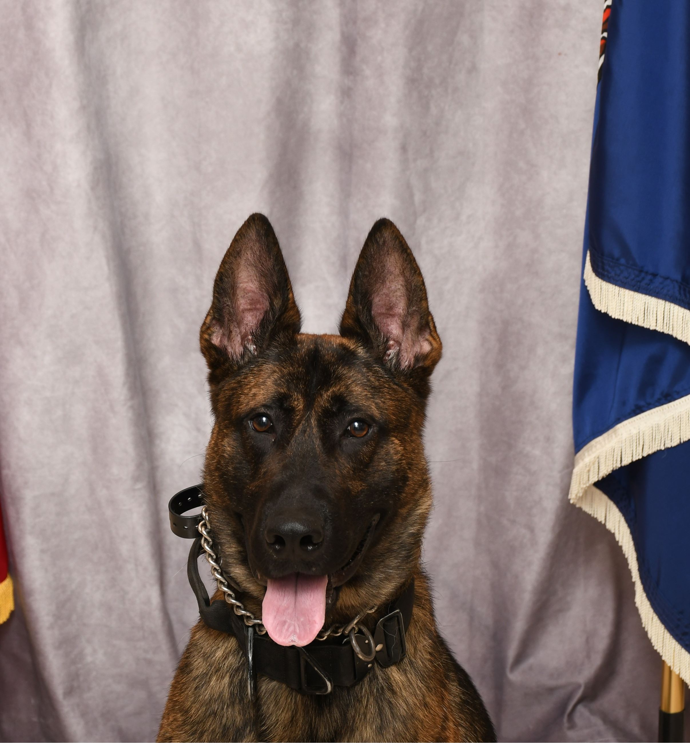 K9 Bane - Department Photo
